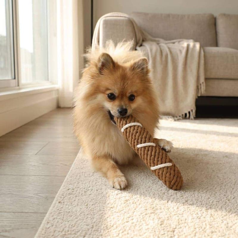 A pomeranian carrying a rope baguette toy across a rug