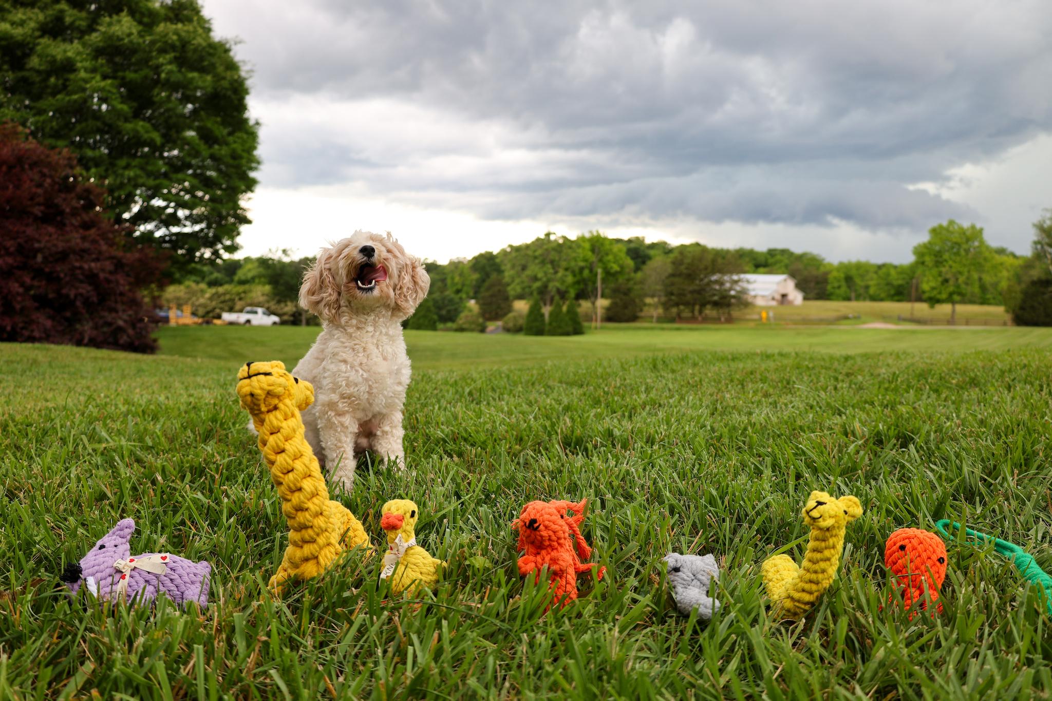 Animals collection